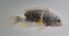 Choerodon anchorago