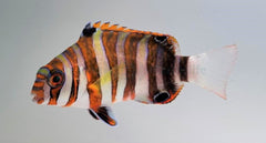 Choerodon fasciatus