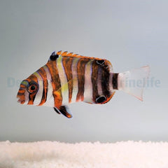 Choerodon fasciatus