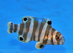 Choerodon fasciatus - T.B.