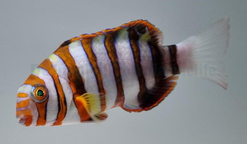 Choerodon fasciatus - T.B.