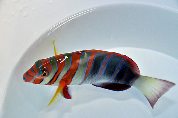 Choerodon fasciatus (Australia)