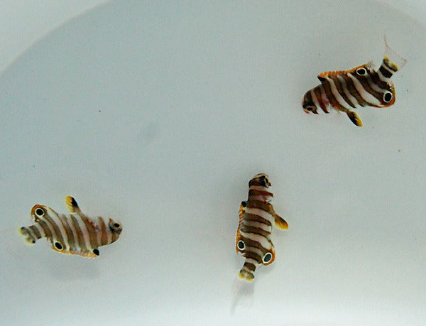 Choerodon fasciatus