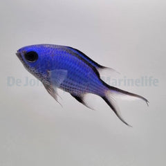 Chromis cyanea