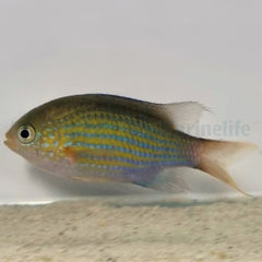 Chromis lineata