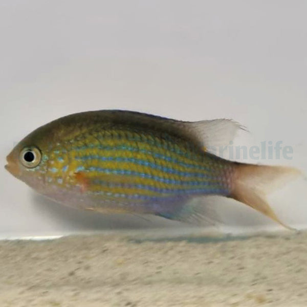 Chromis lineata