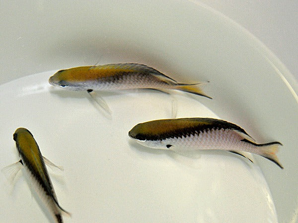 Chromis nitida (Australia)