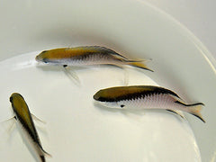Chromis nitida (Australia)
