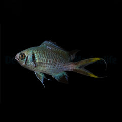 Chromis opercularis
