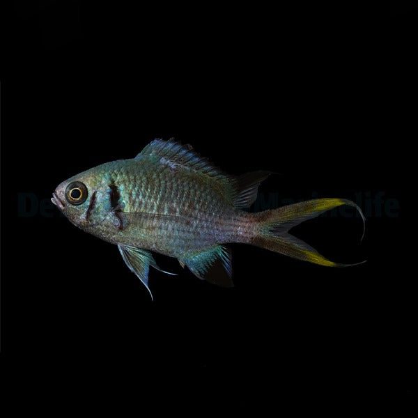 Chromis opercularis