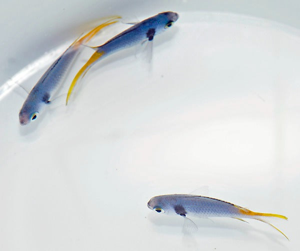 Chromis opercularis