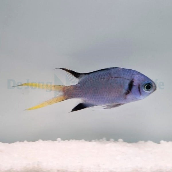 Chromis opercularis