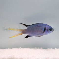 Chromis opercularis