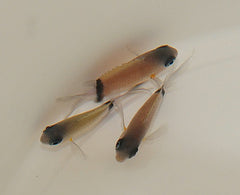 Chromis retrofasciata