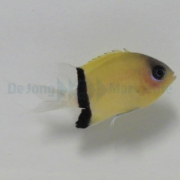 Chromis retrofasciata