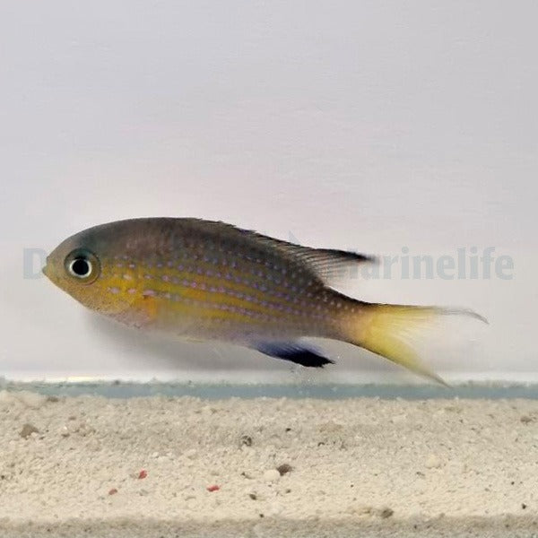 Chromis vanderbilti