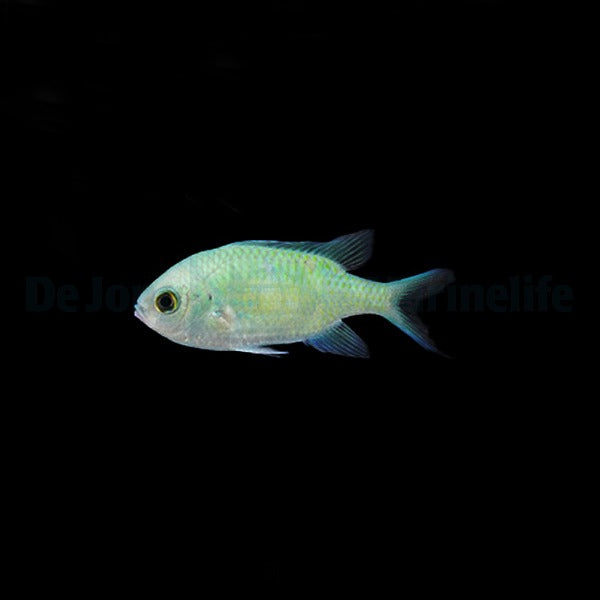 Chromis viridis (XL)
