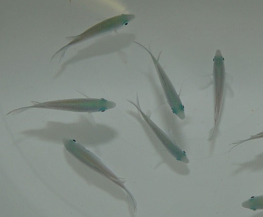 Chromis viridis