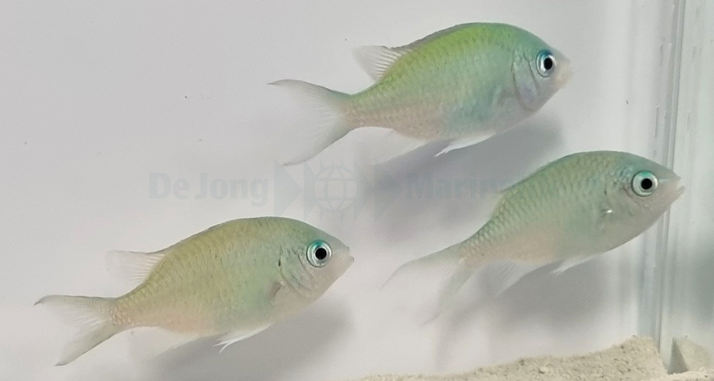 Chromis viridis