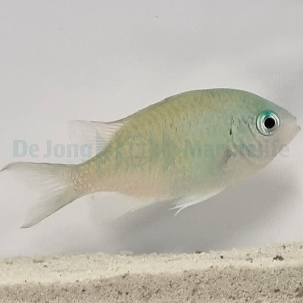 Chromis viridis