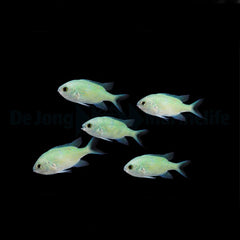 Chromis viridis