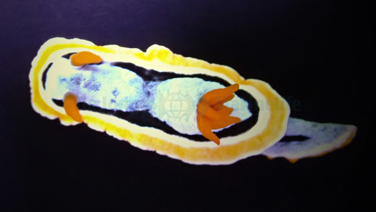 Chromodoris annae