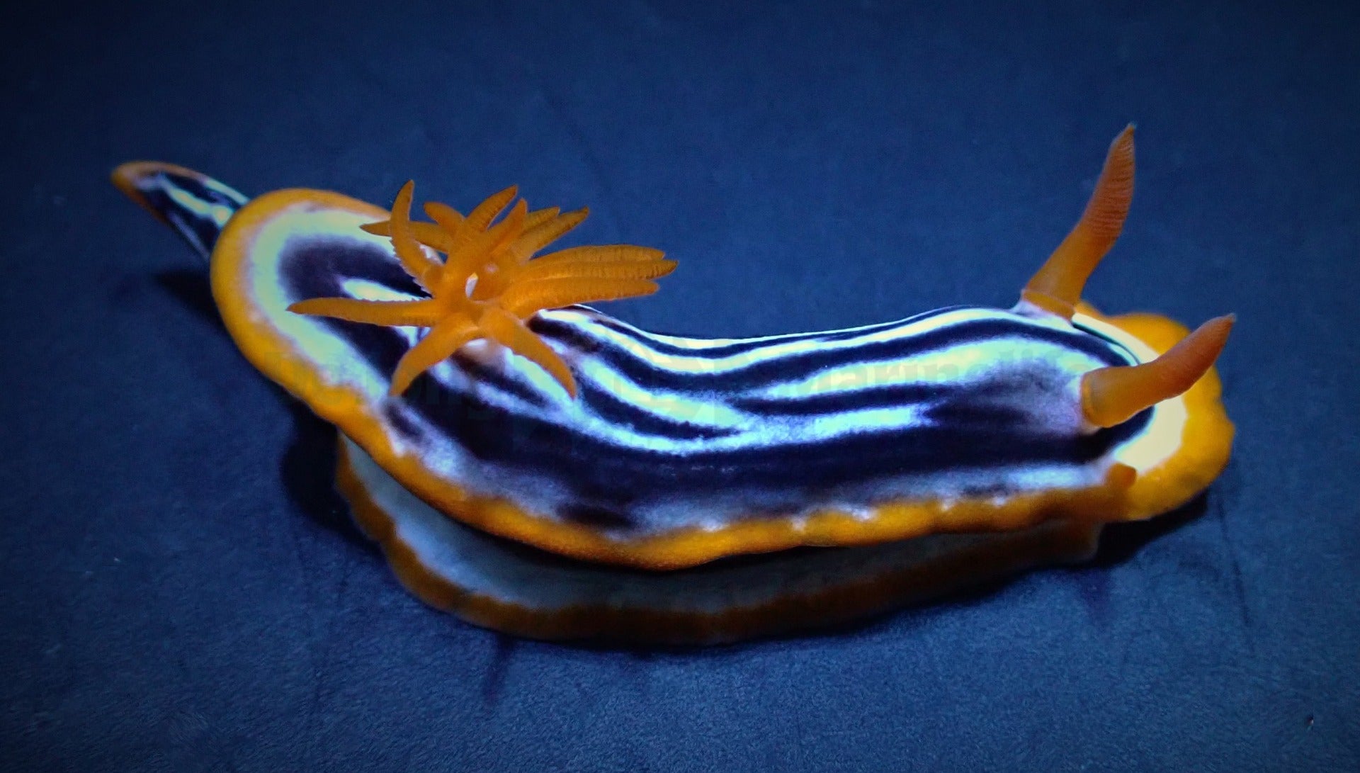 Chromodoris magnifica