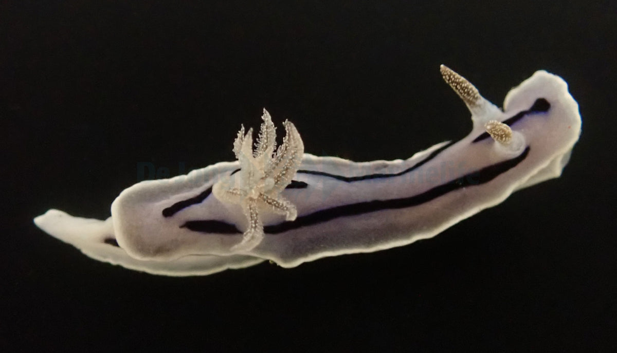 Chromodoris willani