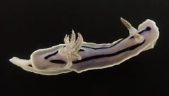 Chromodoris willani