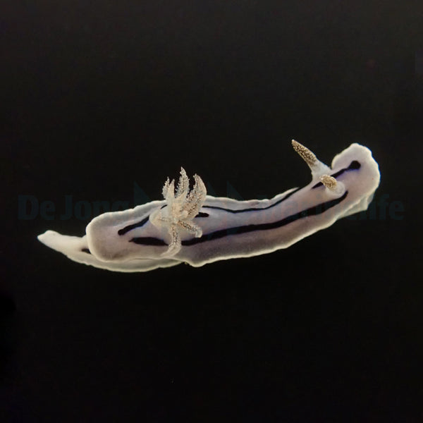 Chromodoris willani