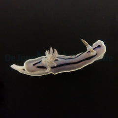 Chromodoris willani