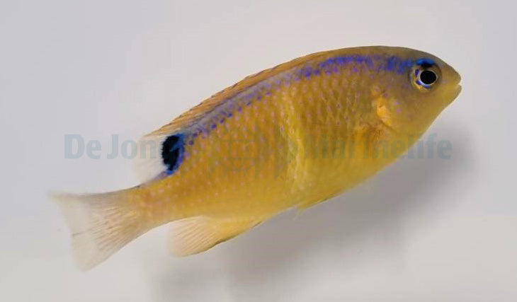 Chrysiptera brownriggii