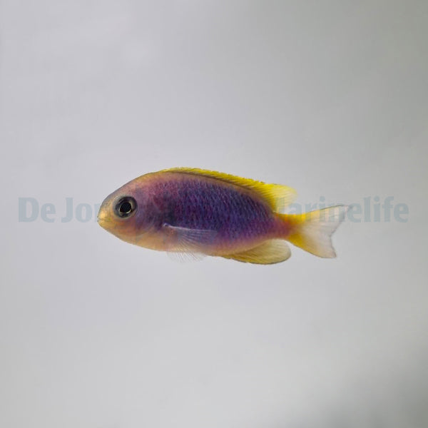 Chrysiptera flavipinnis