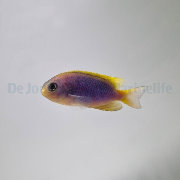 Chrysiptera flavipinnis
