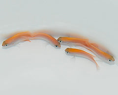 Chrysiptera rex