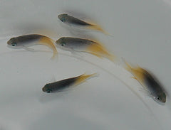 Chrysiptera rollandi