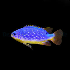 Chrysiptera taupou