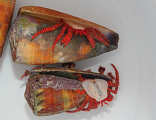 Ciliopagurus striatus