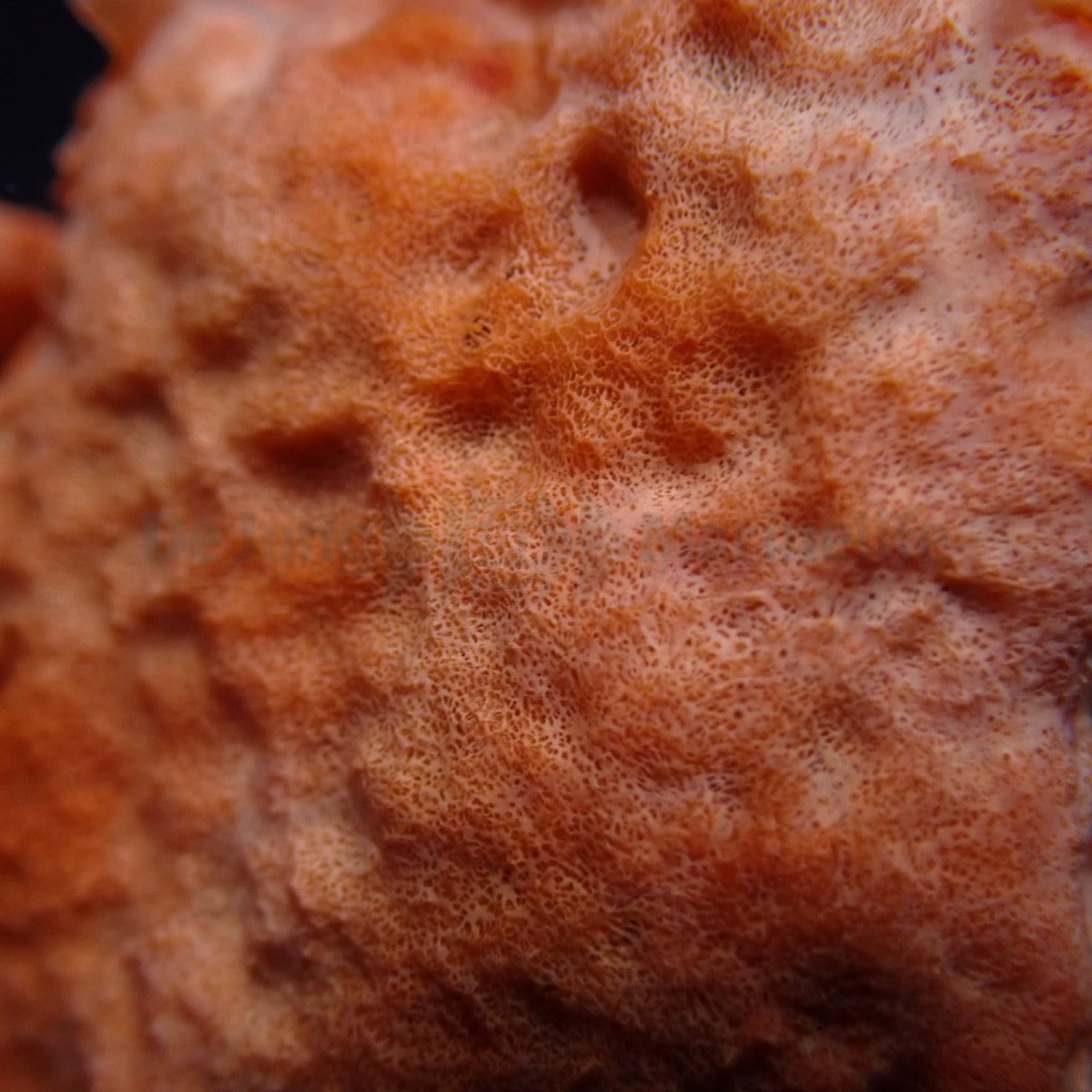 Cinachyrella spp. (Ball Sponge)