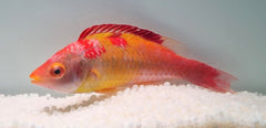 Cirrhilabrus adornatus