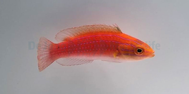 Cirrhilabrus africanus (female)