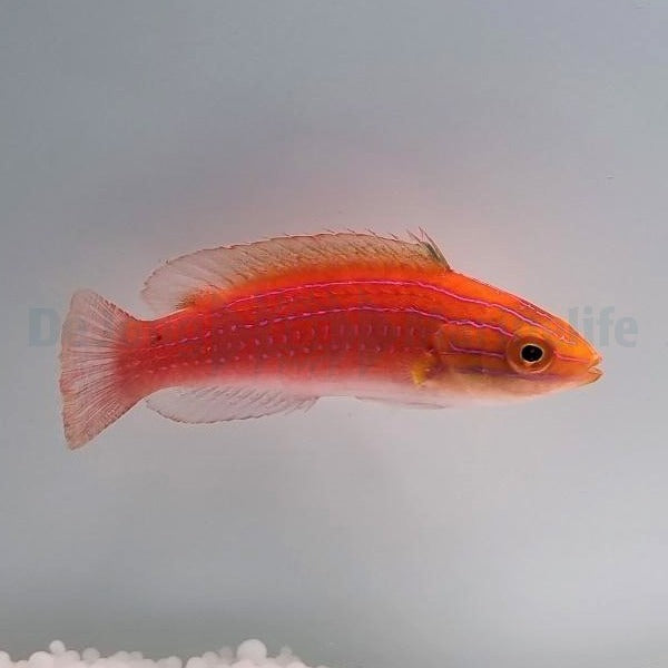 Cirrhilabrus africanus (female)