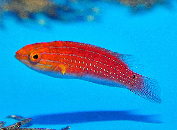 Cirrhilabrus africanus (female)