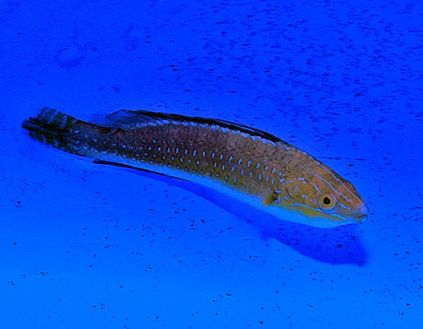 Cirrhilabrus africanus (male)