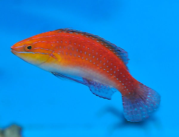 Cirrhilabrus africanus (male)