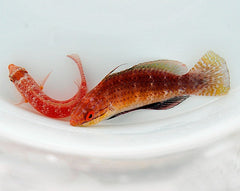 Cirrhilabrus africanus (Pair)