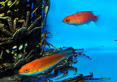 Cirrhilabrus africanus (Pair)