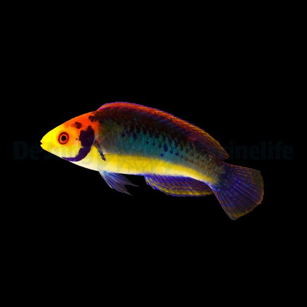 Cirrhilabrus aquamarinus