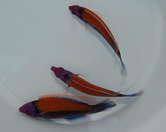 Cirrhilabrus aurantidorsalis