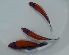 Cirrhilabrus aurantidorsalis